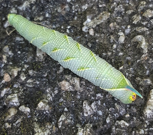 Lime Hawkmoth