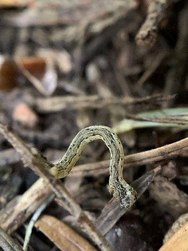 Hemlock Looper Moth