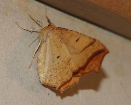 Hemlock Looper Moth