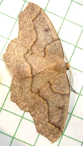 Hemlock Looper Moth