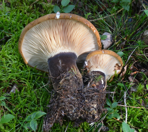 Velvet-footed Tap