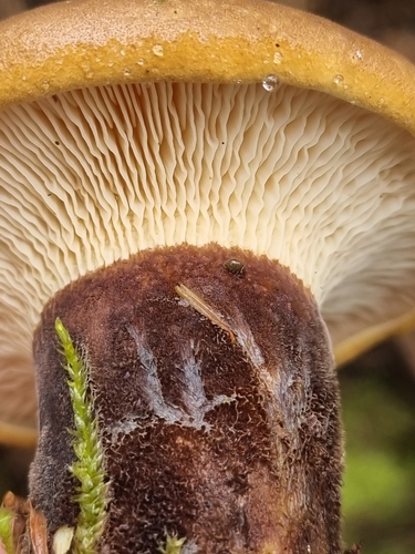 Velvet-footed Tap