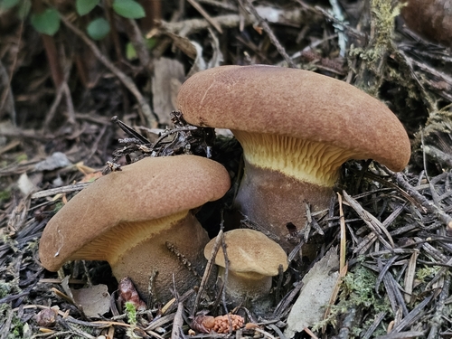 Velvet-footed Tap