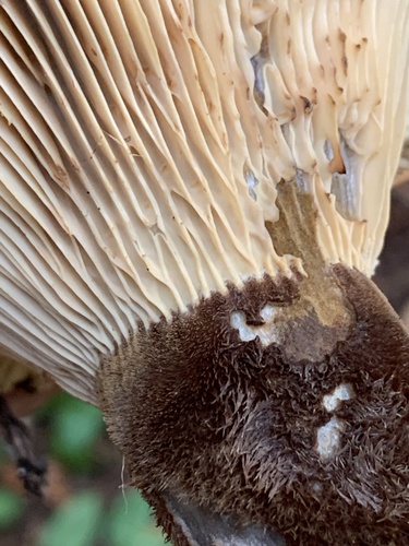 Velvet-footed Tap