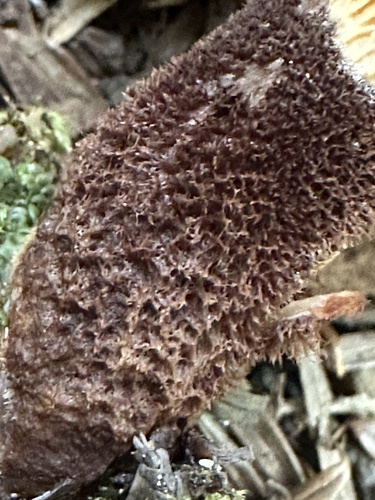 Velvet-footed Tap