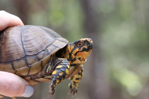 Three-toed Box Turtle