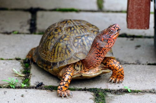 Three-toed Box Turtle