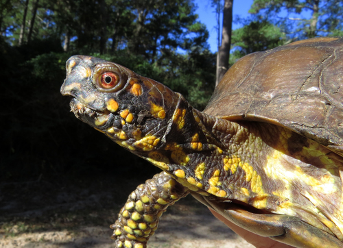 Three-toed Box Turtle