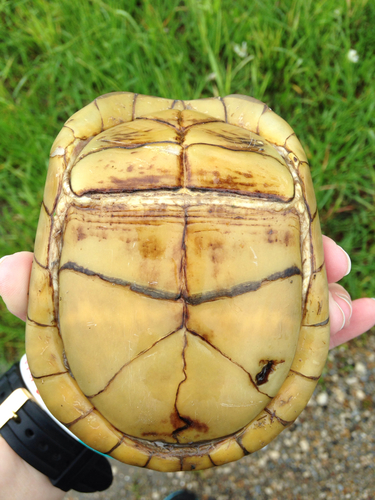 Three-toed Box Turtle