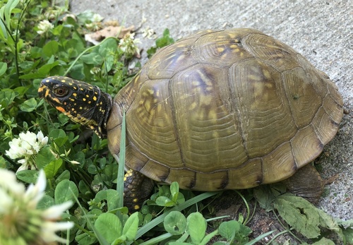 Three-toed Box Turtle