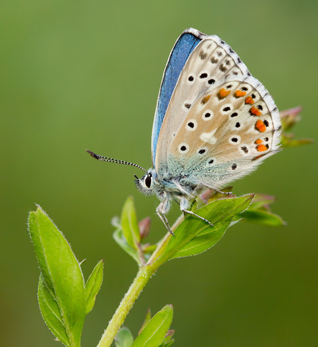 Adonis Blue