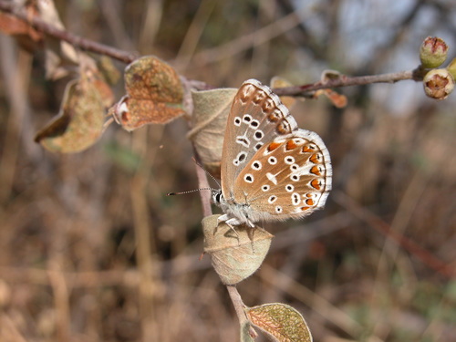 Adonis Blue