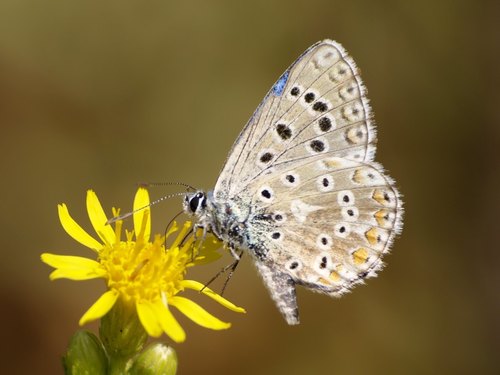 Adonis Blue