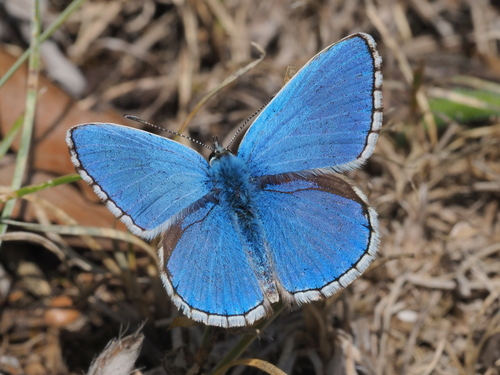 Adonis Blue