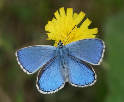 Adonis Blue