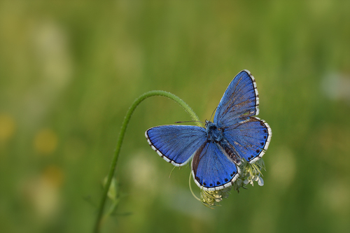 Adonis Blue