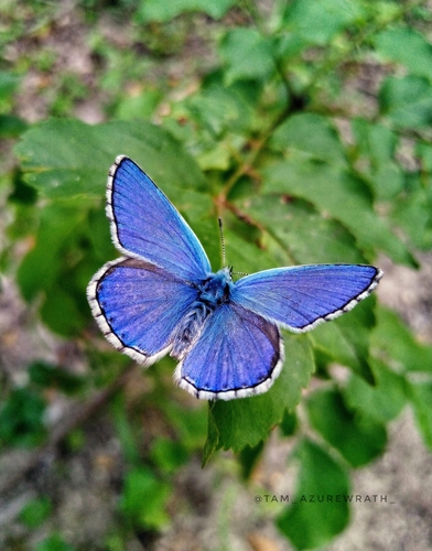 Adonis Blue