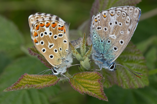 Adonis Blue
