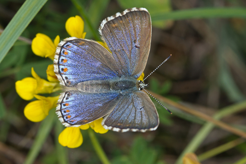 Adonis Blue