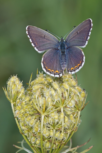 Adonis Blue