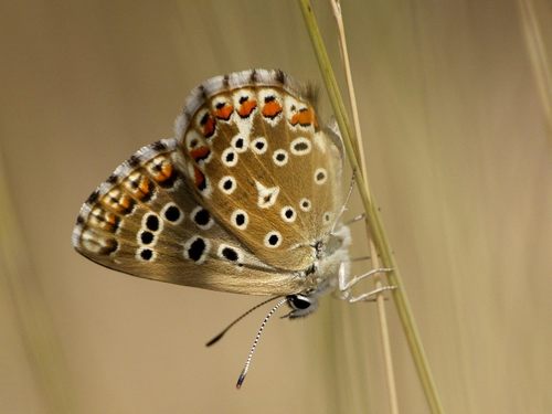 Adonis Blue