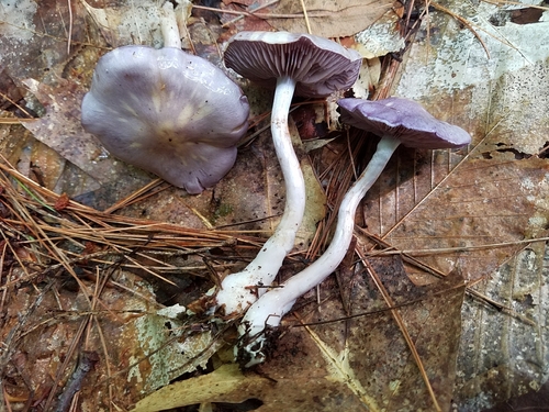Viscid Violet Cort