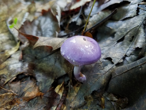 Viscid Violet Cort