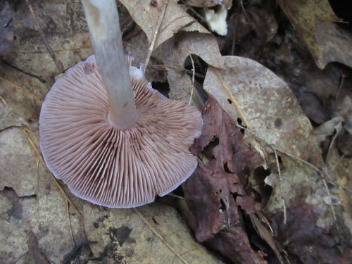 Viscid Violet Cort