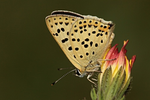 Sooty Copper