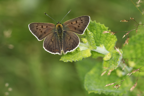 Sooty Copper