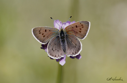 Sooty Copper