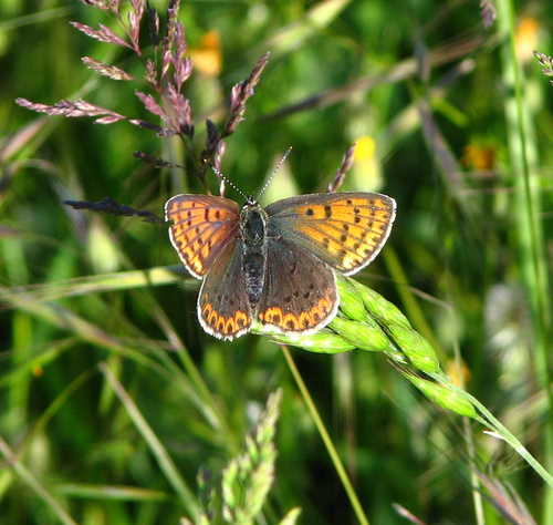Sooty Copper