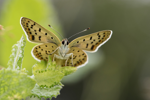 Sooty Copper
