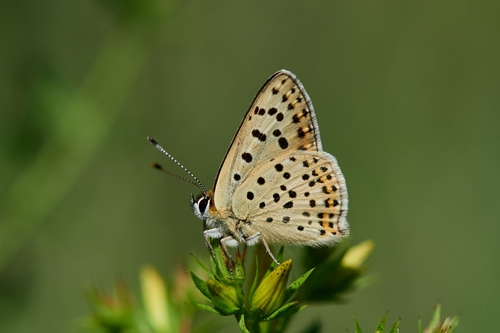 Sooty Copper