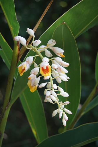 Shell ginger