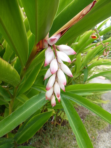 Shell ginger
