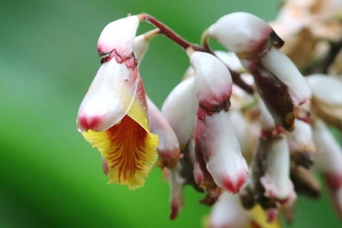 Shell ginger
