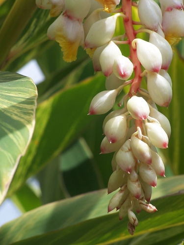 Shell ginger
