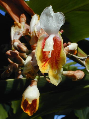 Shell ginger