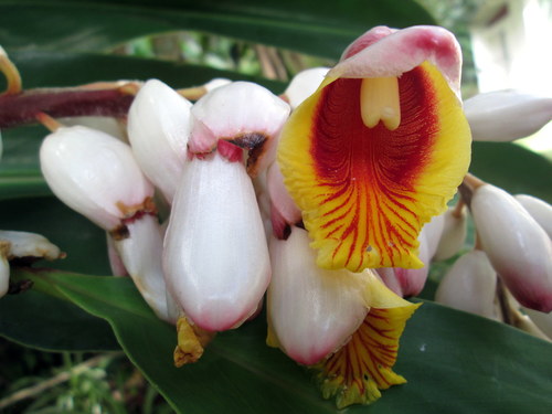 Shell ginger