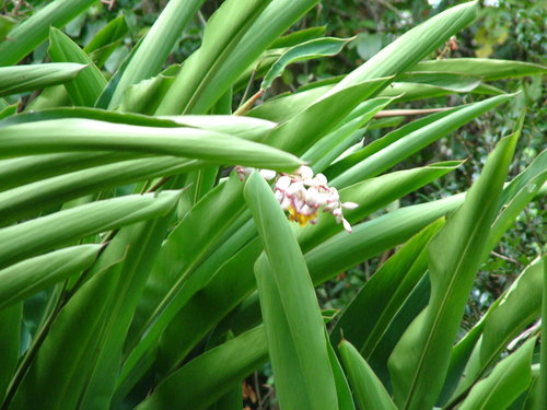 Shell ginger