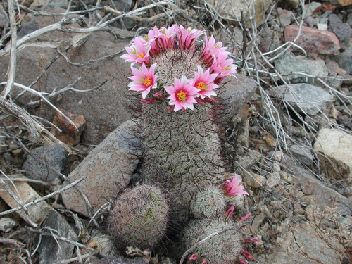 Graham's nipple cactus