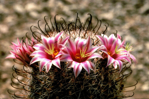 Graham's nipple cactus
