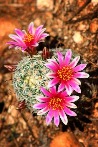 Graham's nipple cactus
