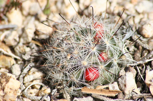 Graham's nipple cactus