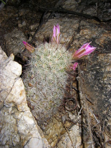 Graham's nipple cactus