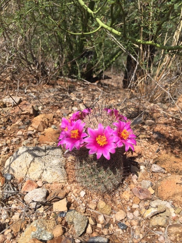 Graham's nipple cactus