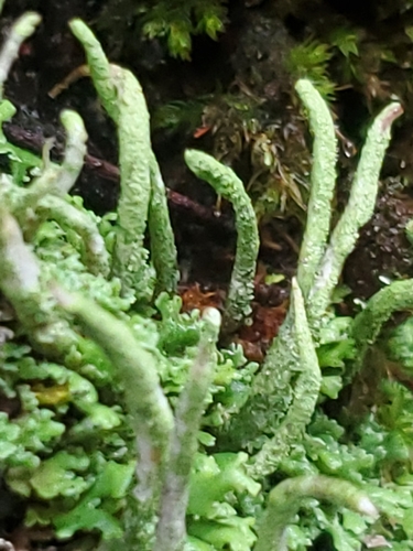 Common Powderhorn