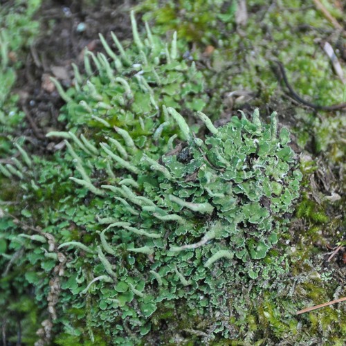 Common Powderhorn