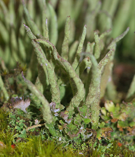 Common Powderhorn